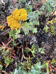 Eriophyllum staechadifolium