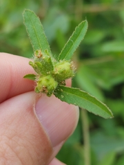 Croton glandulosus