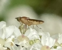 Meromyza
