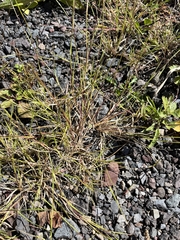 Sporobolus neglectus