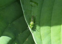 Rhogogaster chlorosoma