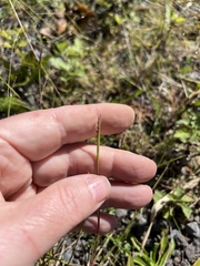 Sporobolus neglectus