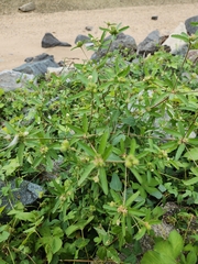 Croton glandulosus