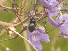 Xylocopa