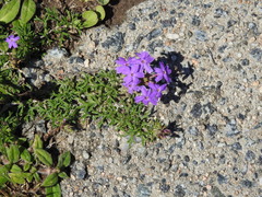 Glandularia tenera
