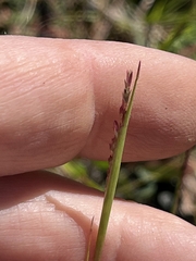 Sporobolus neglectus