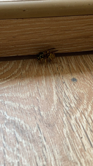 Vespula germanica