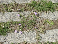 Glandularia tenera