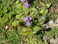 Glandularia tenera