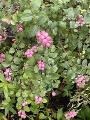 Symphoricarpos orbiculatus