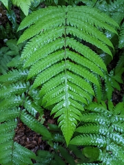 Pleocnemia irregularis