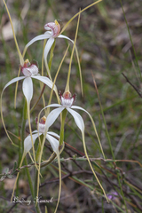 Caladenia longicauda eminens