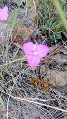 Tradescantia crassifolia