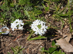 Glandularia tenera