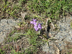 Glandularia tenera