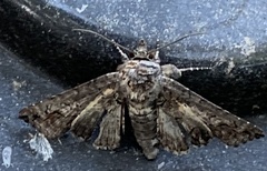 Paectes abrostoloides