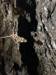 Cyrtodactylus mcdonaldi