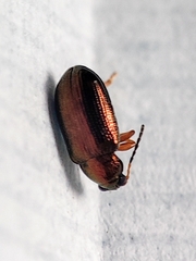 Crepidodera plutus
