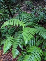 Pleocnemia irregularis