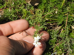 Glandularia tenera