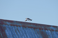 Plectrophenax nivalis