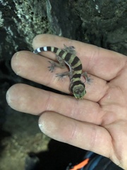 Cyrtodactylus mcdonaldi