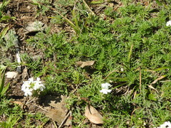 Glandularia tenera