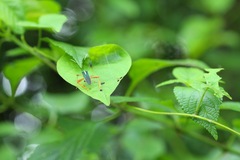 Lucullia flavovittata