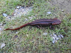 Tylototriton himalayanus