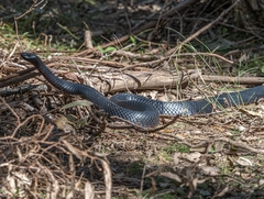 Pseudechis porphyriacus