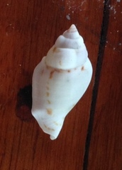 Gibberulus gibberulus