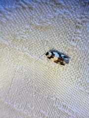 Philenora aspectalella