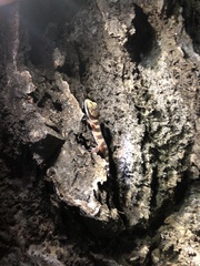 Cyrtodactylus mcdonaldi