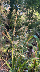 Bromus inermis