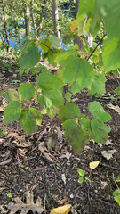 Viburnum rafinesqueanum