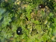 Acariformes