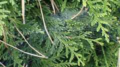 Allagelena gracilens