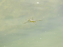 Aquarius paludum paludum