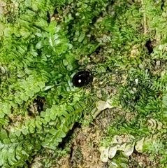 Acariformes