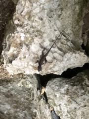 Diporiphora australis