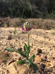 Osteospermum monstrosum