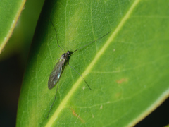 Trichocera annulata