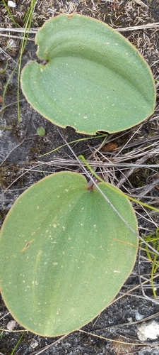 Image of Eriospermum capense by (c) Adele SL, some rights reserved (CC BY)