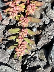 Euphorbia maculata