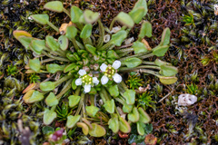 Cochlearia groenlandica