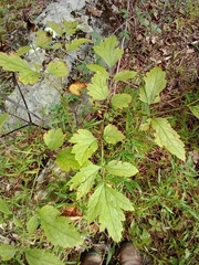 Actaea racemosa