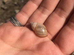 Discoleus aguirrei