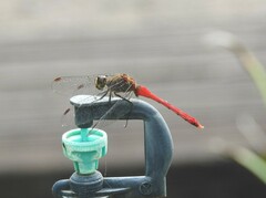 Sympetrum eroticum