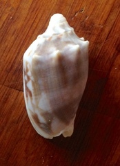 Cymbiola vespertilio