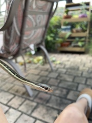 Thamnophis saurita